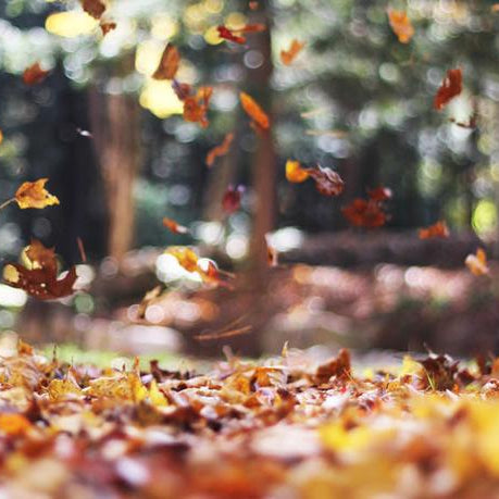 ESQIDO Volume Issue 3: This Autumn's beauty trends + our exclusive lookbook!